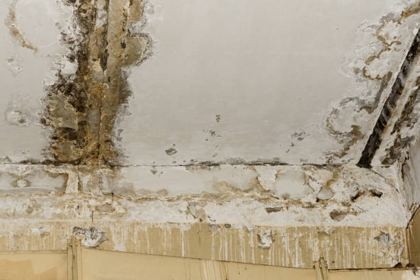 Best Attic Mold Removal  in Irwin, SC